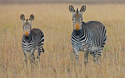 WHY YOU SHOULD GO ON SAFARI FOR YOUR NEXT ADVENTURE ABROAD