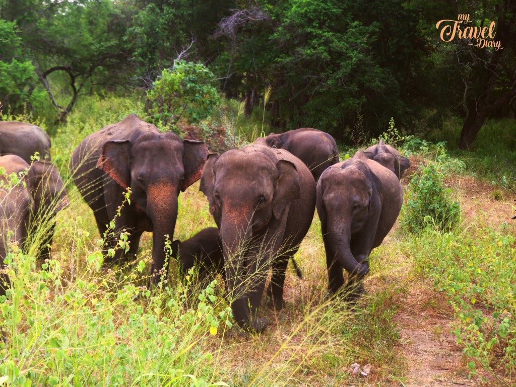 Elephant herd at Hurulu Eco Park