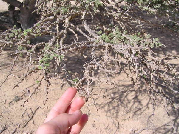 See how the spikes are longer than the leaves.  This keeps the pesky camels at bay.