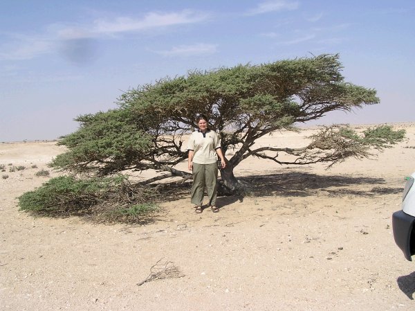 Trees are hard to find in Oman, but they are more common the further south you drive.