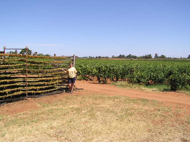 Katie in front of the drying racks holding the Rudd's last sultana harvest ever