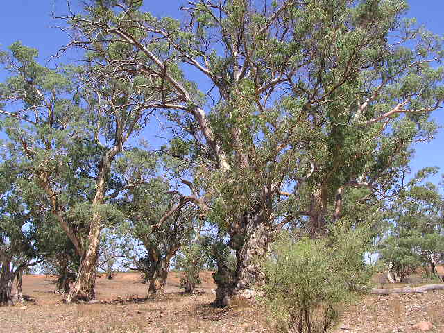 River redgum trees in a dry creek bed, Flinder's Ranges National Park, SA