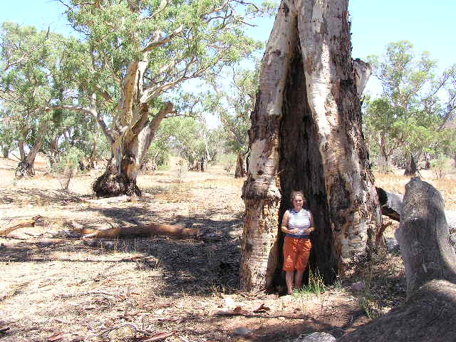 River redgum tree, Flinder's Ranges National Park, SA