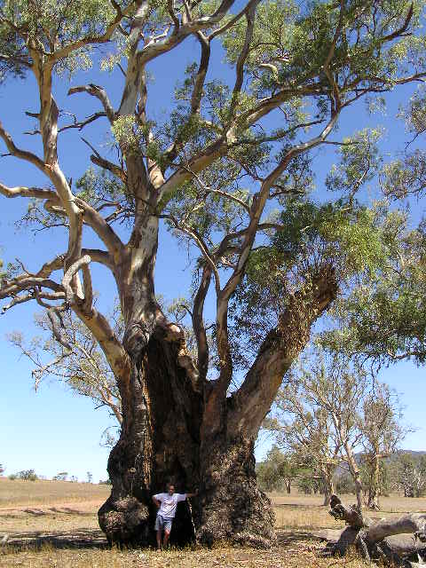 River redgum tree, Flinder's Ranges National Park, SA