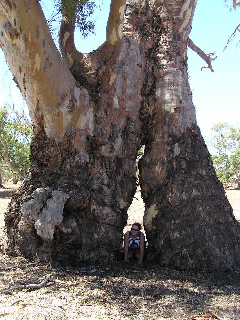 River redgum tree, Flinder's Ranges National Park, SA