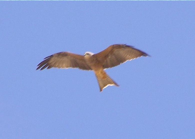 Black Kite (Milvus migrans)