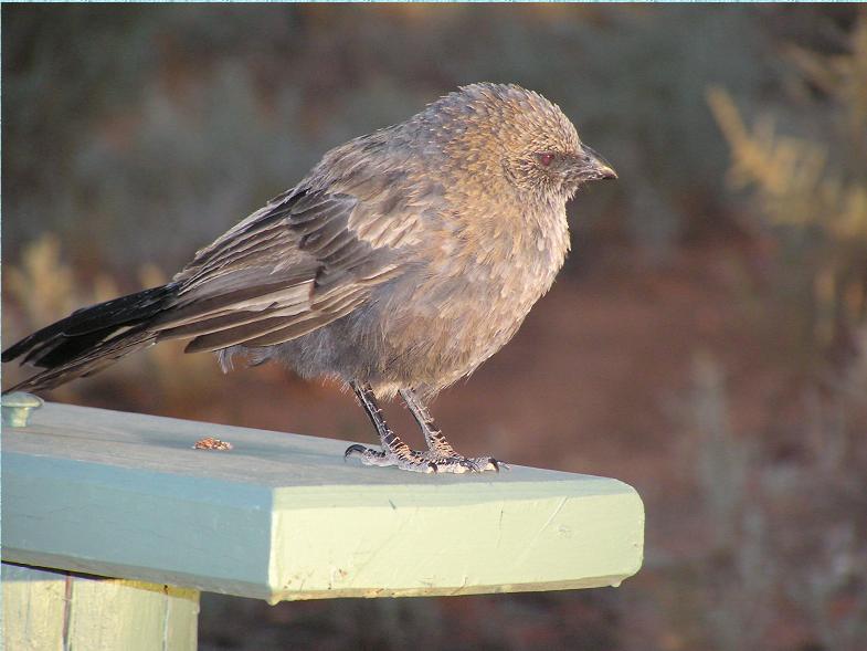 Apostlebird (Struthidea cinerea)