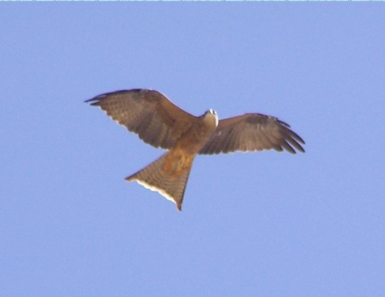 Black Kite (Milvus migrans)