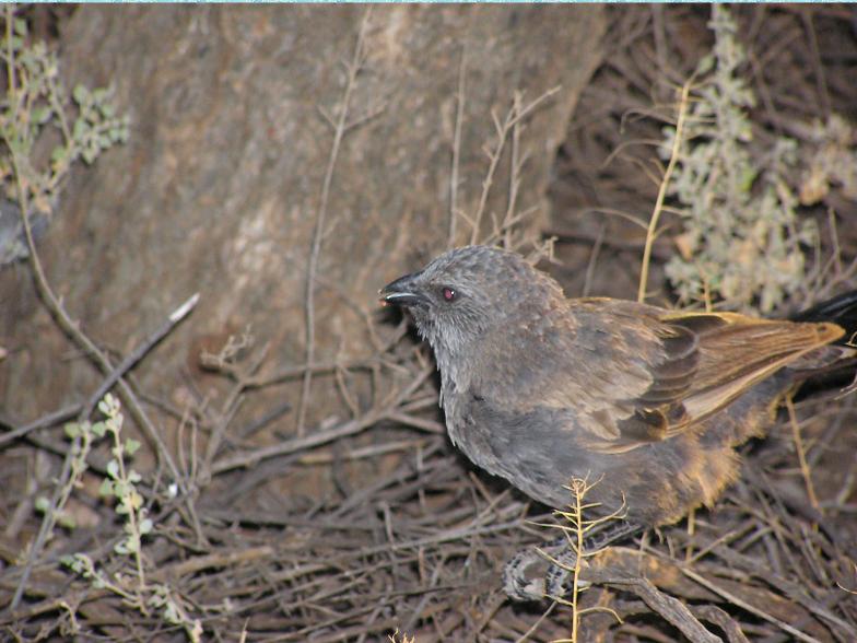 Apostlebird (Struthidea cinerea)